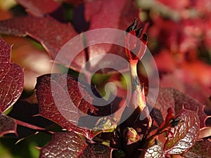 Red leaves, stems, flowers