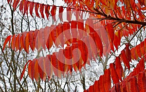 Red leaves of sumac in autumn