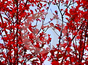 Red leaves of a traditional tree unique photo