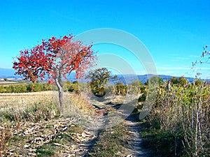 Red leaves tree