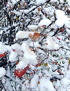 Red leaves on a tree covered with freshly fallen snow photo