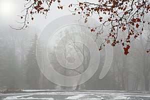 The red leaves on tree in the park after first snow