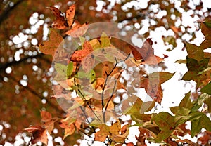 Red Leaves on Tree in Yuen Long Hong Kong