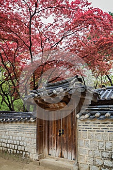 Red leaves on trees above a wall