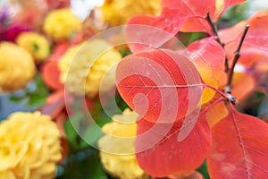 Red leaves with veins on a background of yellow flowers