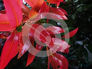 Red leaves is very beautiful with some water on surface