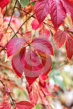 Red leaves of Virginia liana Parthenocissus quinquefolia close up. Beautiful autumn background. Selective focus