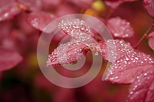 Red Leaves with Water Droplets photo