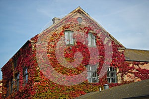 Red leaves of wild grapes on the windows of the house,