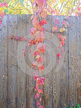 Red leaves of wild grapes on a wooden fence