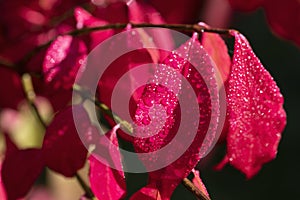 Red leaves of Winged euonymus with water drops (Euonymus alatus) in the autumn garden