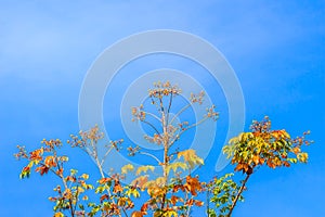 Red leaves and yellow young bud of silk-cotton tree flower (Cochlospermum religiosum) with blue sky background and copy space for