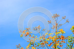 Red leaves and yellow young bud of silk-cotton tree flower (Cochlospermum religiosum) with blue sky background and copy space for