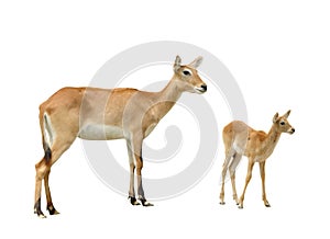 Red lechwe