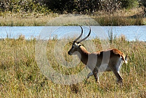 Red Lechwe