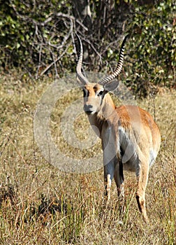 Red Lechwe