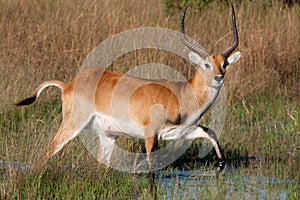 Red Lechwe Antelope