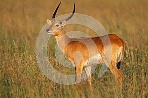 Red lechwe antelope