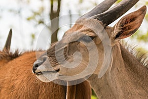 Red lechwe antelope male closeup