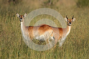 Red lechwe antelopes