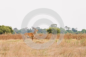 Red Lechwe in Botswana