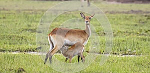 Red Lechwe and calf in the wetlands of Okavango Delta in Botswana, Africa