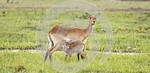 Red Lechwe and calf in the wetlands of Okavango Delta in Botswana, Africa