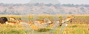 Red lechwe herd on the move