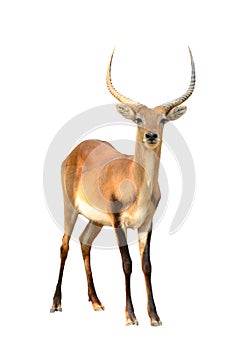 Red lechwe isolated on white background