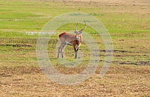 Red lechwe In Kafue National Park