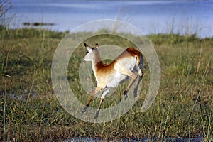 Red Lechwe - Okavango Delta - Botswana