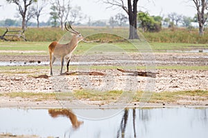 Red Lechwe reflection