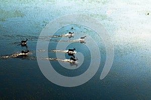 Red lechwe running across flooded grasslands (aerial), Kobus leche leche, Okavango Delta, Botswana