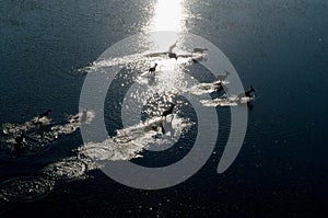 Red lechwe running across flooded grasslands (aerial), Kobus leche leche, Okavango Delta, Botswana photo