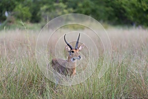 Red Lechwe in the tall grass photo