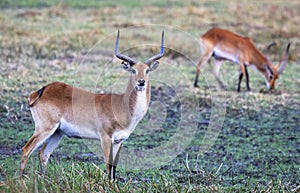 Red Lechwe in the wetlands of Okavango Delta in Botswana, Africa