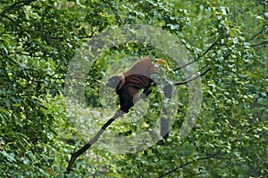 Red Lemur