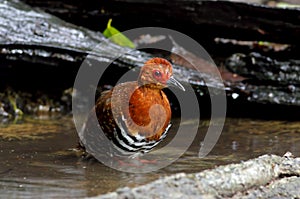 Red-legged Crake Rallina fasciata