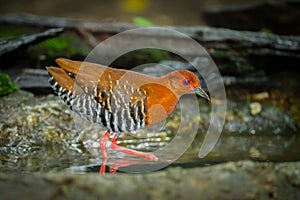 Red-Legged Crake (Rallina fasciata ) walking