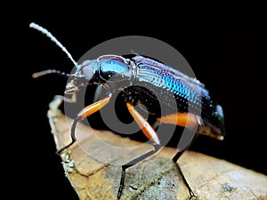 A red legged darkling beetle stands on the old leaf.