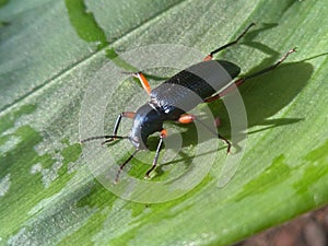 Red legged darkling bettle (Strongylium erythrocephalum)