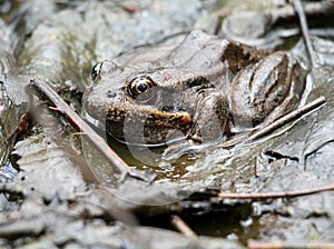 Red-legged Frog Hiding in Plain Sight