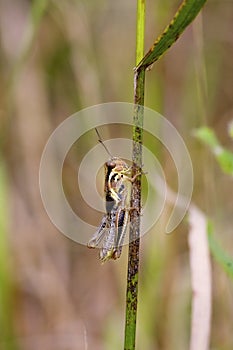 Red-legged Grasshopper  Nymph   823563