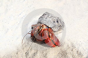 Red Legged Hermit Crab in Mexico beach sand