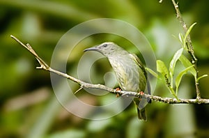 Red legged honeycreeper