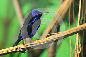 Red-legged honeycreeper photo