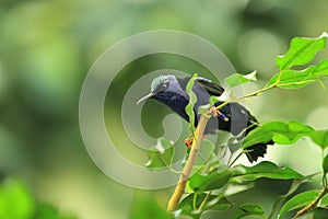 Red-legged honeycreeper