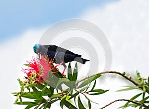 Red-legged Honeycreeper