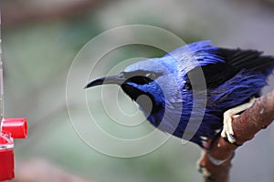 Red Legged Honeycreeper