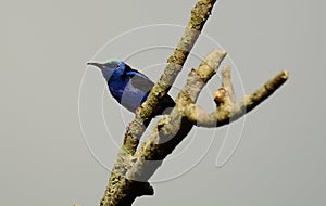 Red-legged honeycreeper